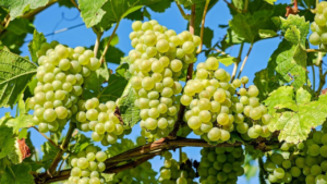 Green Grape Shortage in 2023