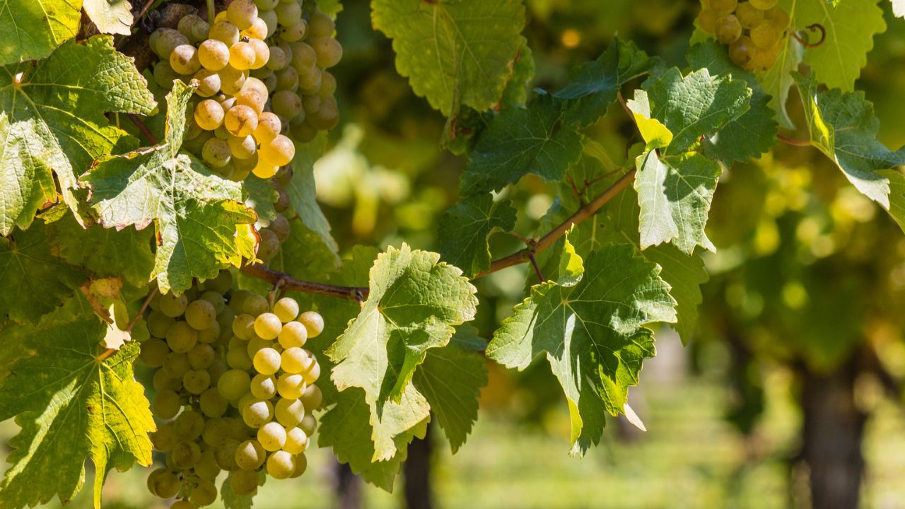 Green Grape Shortage in 2023 Shortage Alerts