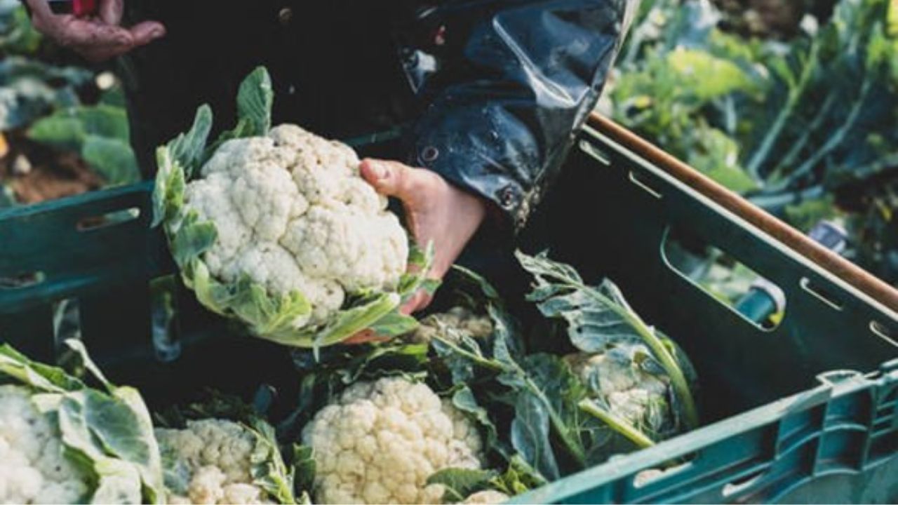Why is Cauliflower Shortage Shortage Alerts